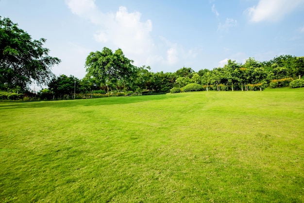 Grasslandlandschap en vergroening van het milieu park achtergrond