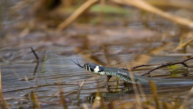 Foto grasslang