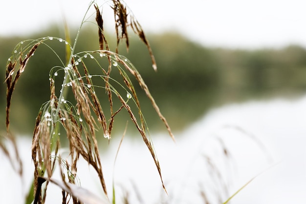 Grasstengel met regendruppels aan de oever van het meer wazige achtergrond