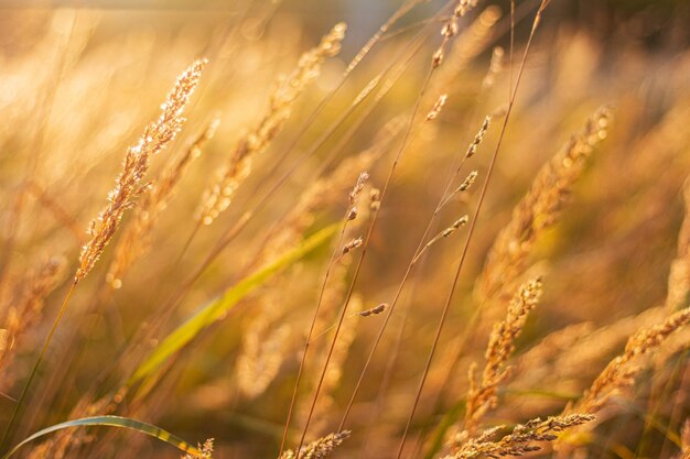 Grasstengels bij zonsondergang