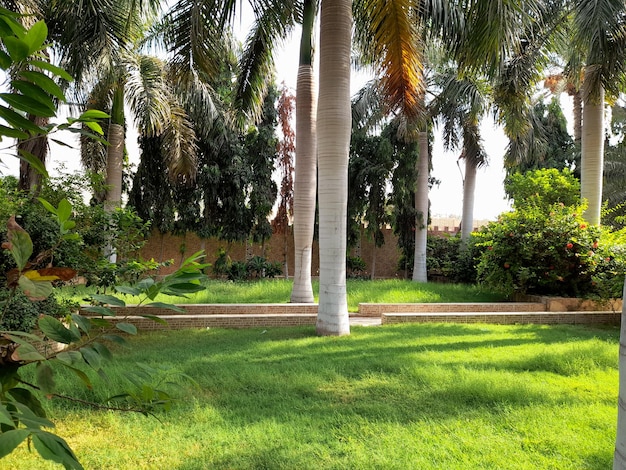 A grassy area with trees and a bench in front of it