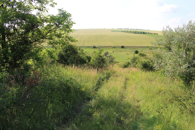 A grassy area with trees and a large field