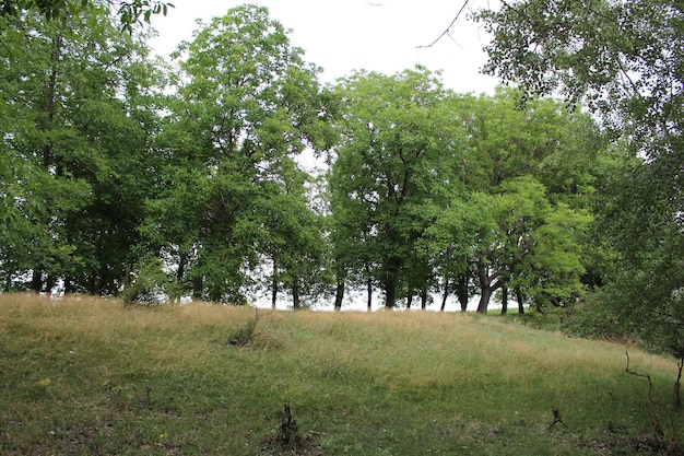 Foto un'area erbosa con alberi