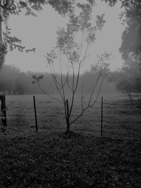 Foto campo erboso durante il tempo nebbioso