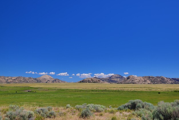 Grassy field with cows and the wind river