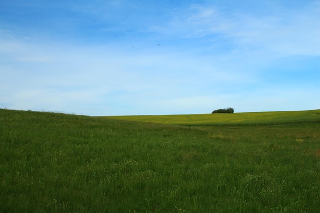 Foto un campo erboso con un albero in lontananza