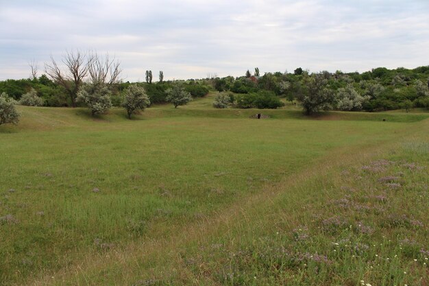 A grassy field with trees and bushes