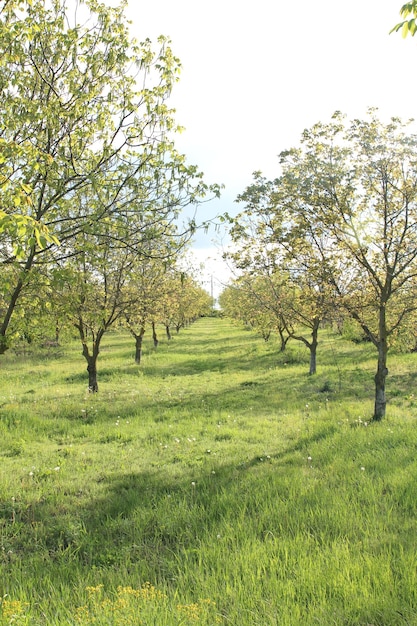 A grassy field with trees