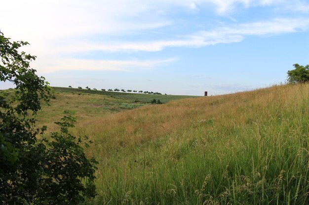 A grassy hill with trees and a blue sky