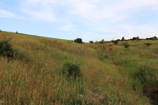 A grassy hill with trees and blue sky