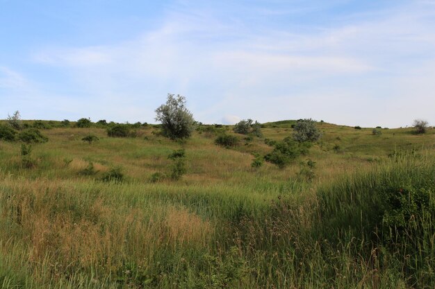 Photo a grassy hill with trees and bushes