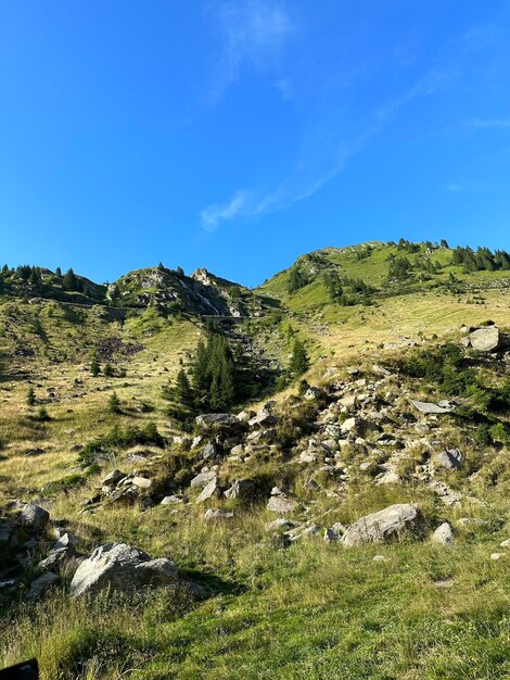 A grassy hill with trees and rocks