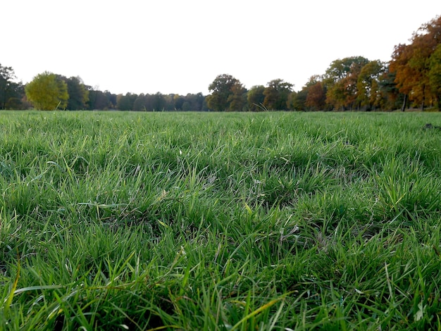 Grassy landscape against sky