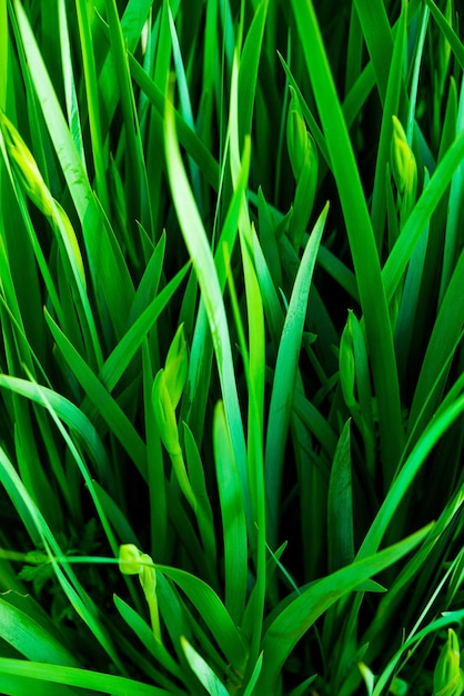 Grassy Leaves