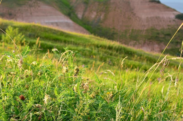 grassy meadow on the hill with sunhine of the sunset copy space