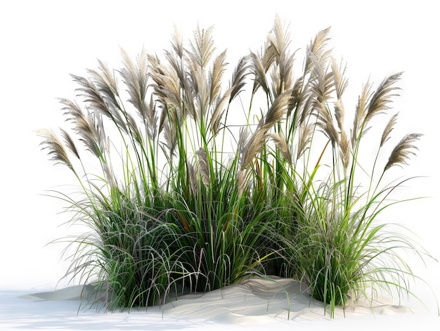 A grassy plant in the sand