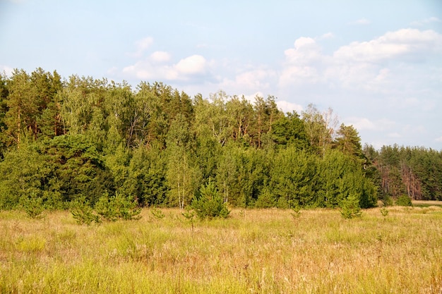 Grasvallei in bos tijdens de zomer