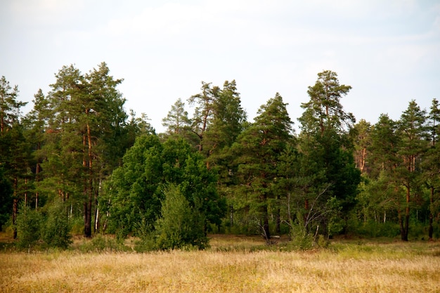 Grasvallei in bos tijdens de zomer