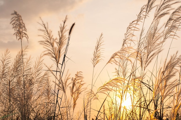 Grasveld bij zonsondergang