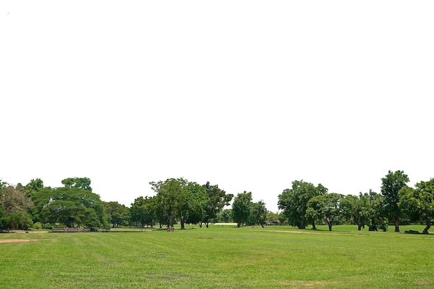 Grasveld en bomen op witte achtergrond. Groene parken grasveld en boom.