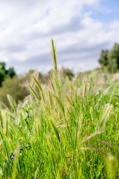 Grasveld op het platteland Bromus Lenteallergie concept