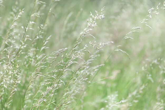 Grasveld op onscherpe achtergrond in zonlicht