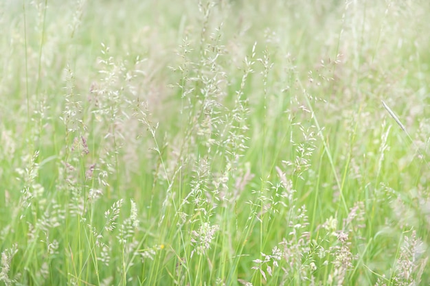 Grasveld op onscherpe achtergrond in zonlicht