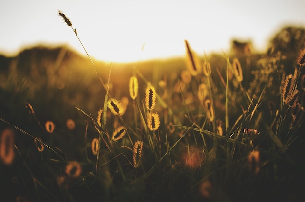 Grasveld tegen een heldere lucht bij zonsondergang