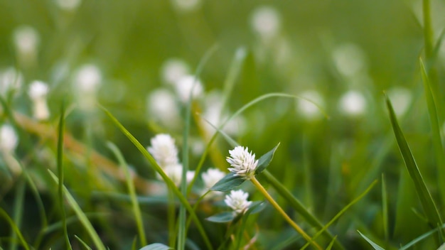 Grasweide in graslandlandbouw op mooi zonnig. Grasbloemen met zachte nadrukachtergrond.