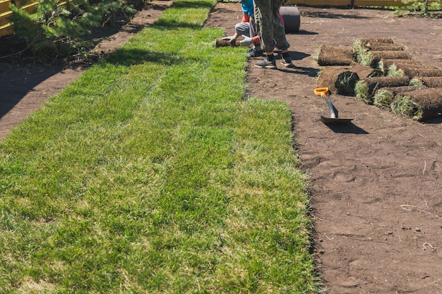 Graszoden leggen voor nieuw concept voor het leggen van gazongras