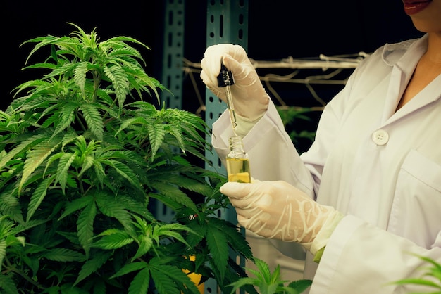 Gratifying cannabis plant inside indoor farm and scientist inspecting CBD oil