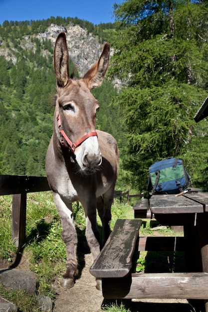 Gratis ezel op Italiaanse Alpen, kijkend naar de camera