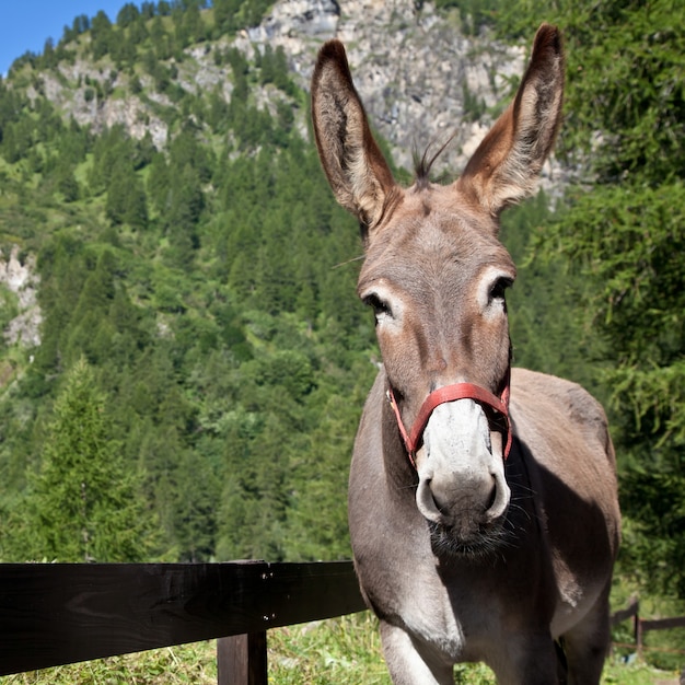 Gratis ezel op Italiaanse Alpen, kijkend naar de camera