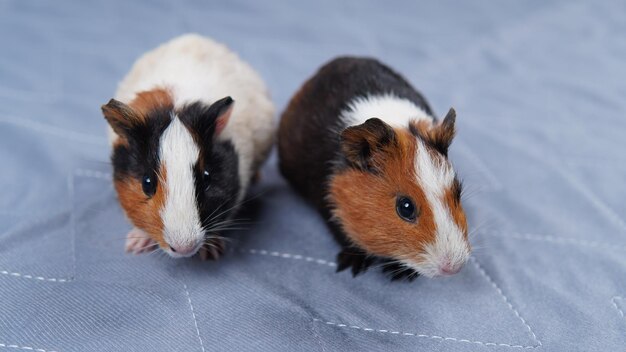 Gratis foto van een schattig cavia op groen gras in de liner mat met een schonere borstel