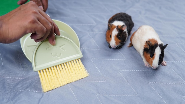 Gratis foto van een schattig cavia op groen gras in de liner mat met een schonere borstel