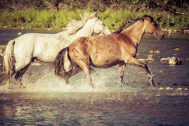 Gratis paard rent door de spatten van water