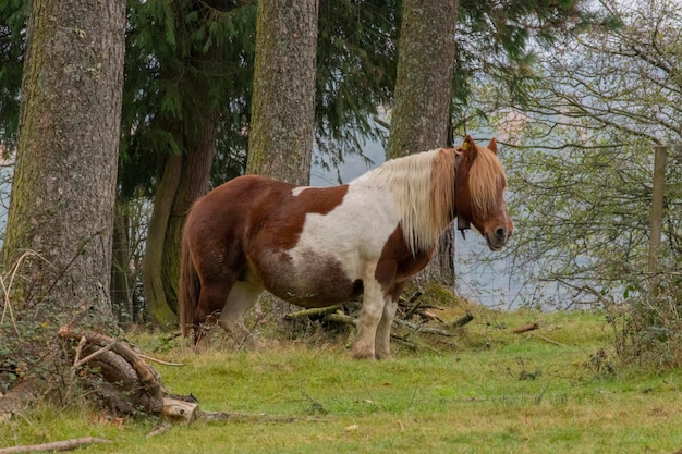 gratis paarden in het bos