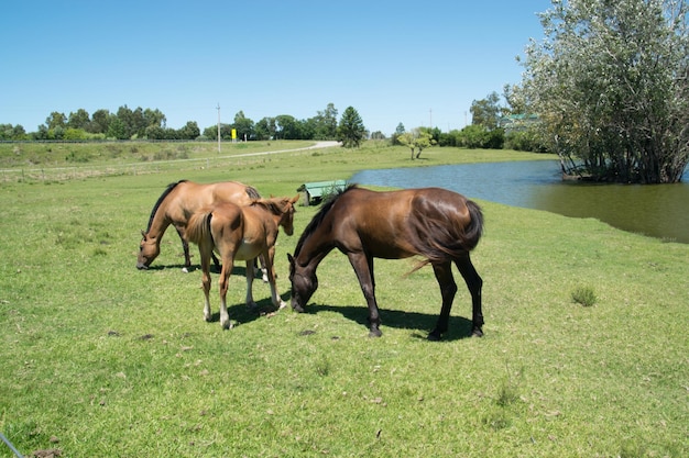 Gratis paarden op het platteland