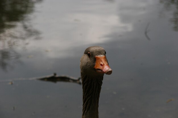 Photo graugans grey goose