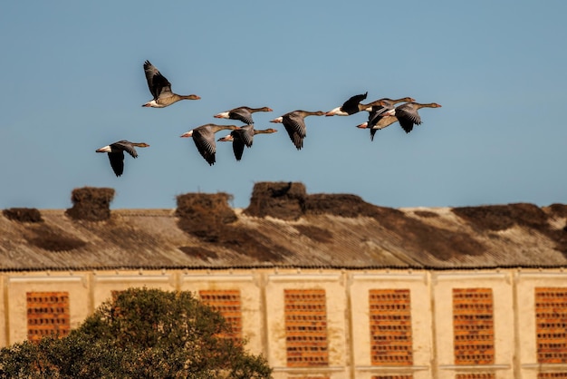 Grauwe gans (Anser anser). Zwerm ganzen tijdens de vlucht.