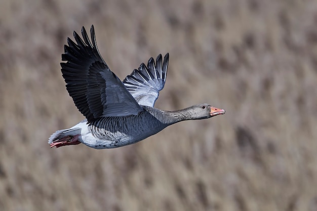 Grauwe gans (Anser anser)