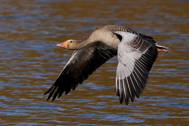 Grauwe gans Anser anser