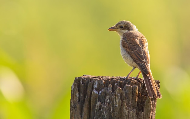 Grauwe klauwier Lanius collurio Jonge vogel zit op een oude droge boomstronk