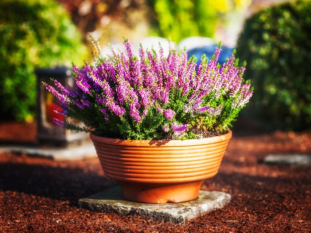 Grave with autumn flowers