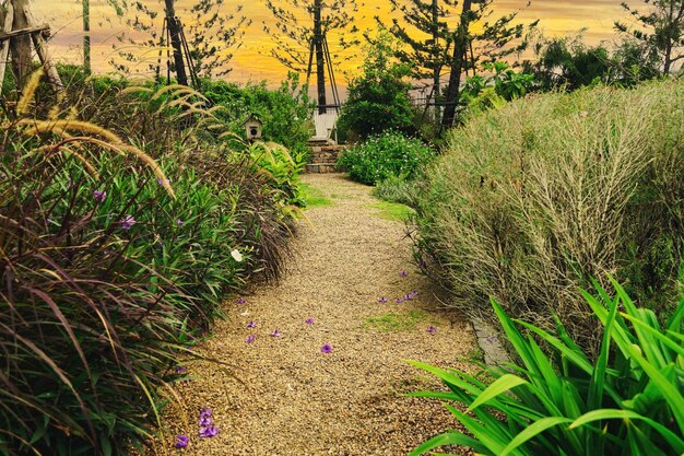 A gravel garden path edged with heathers