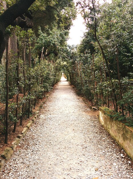 Foto strada di ghiaia tra piante e alberi