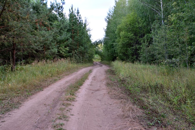 Photo gravel road going through spruce forest