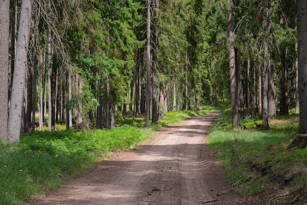 Gravel and sand road in the pine forest.