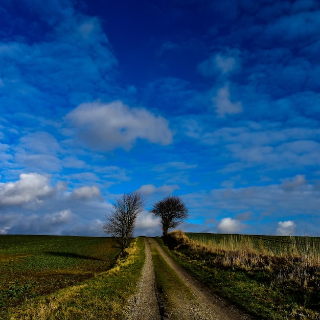 Gravelroad with trees