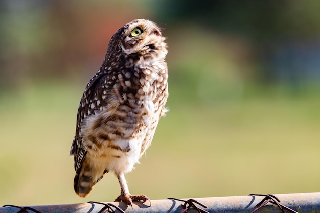 Gravende Uil Athene cunicularia of Speotyto cunicularia in portret